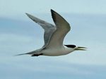 Greater Crested Tern RWD1.jpg