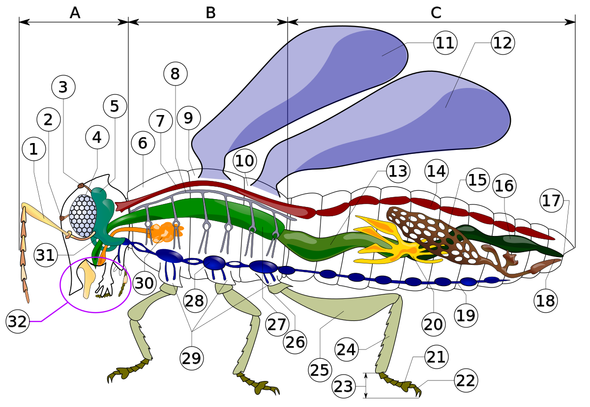 ملف:Insect anatomy diagram.svg - المعرفة