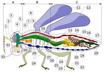 Diagram of an insect with callouts for morphology
