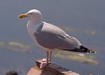 Larus argentatus01.jpg