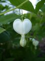 Lamprocapnos spectabilis 'Alba'