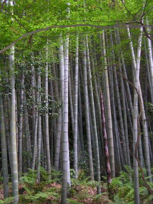 Bamboo forest.jpg