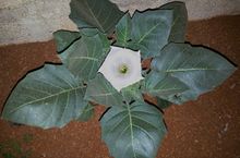 Datura flower on the plant (top view) near Hyderabad, Andhra Pradesh, India