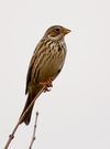 Emberiza calandra -Jardin des Plantes, Paris, France-8.jpg