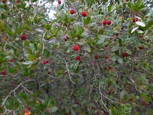 Ripe and unripe fruits and flowers