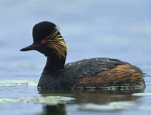 Podiceps nigricollis (Marek Szczepanek)2.jpg