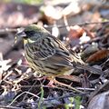 Black-faced bunting（Emberiza spodocephala）アオジ.jpg