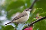 Blyth's Reed Warbler.jpg