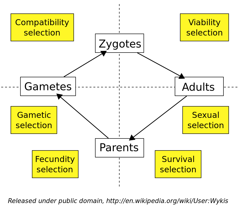 ملفlife Cycle Of A Sexually Reproducing Organismsvg المعرفة 6232