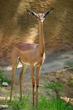 Lightmatter gerenuk.jpg