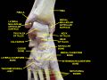 Ankle joint. Deep dissection.