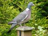 Columba palumbus -garden post-8.jpg