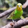 Melopsittacus undulatus -Fort Worth Zoo-8a-4c.jpg