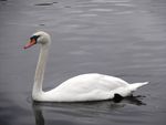 Mute swan 001.JPG