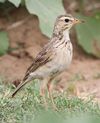 African Pipit, Anthus cinnamomeus (I presume) (12388148433).jpg