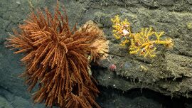 Coral variety - Oceanographer Canyon.jpg