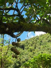 Ficus mauritiana.