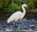 Little Egret.6.jpg