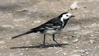 Pied Wagtail (Motacilla alba) (9).jpg