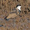 Spur-winged lapwing (Vanellus spinosus) Gambia.jpg