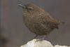 Eurasian Wren Pangolakha Wildlife Sanctuary East Sikkim India 20.10.2015.jpg