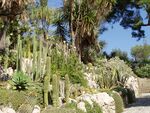 Cacti and other plants in a garden