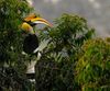 Great-Hornbill.jpg