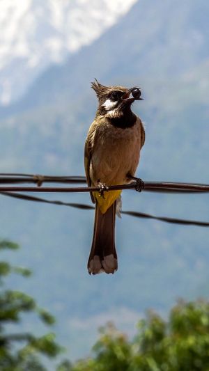 Himalyan Bulbul.jpg