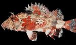 A new species of scorpionfish, Scorpaenopsis Vittapinna, found in the Indo-Pacific area