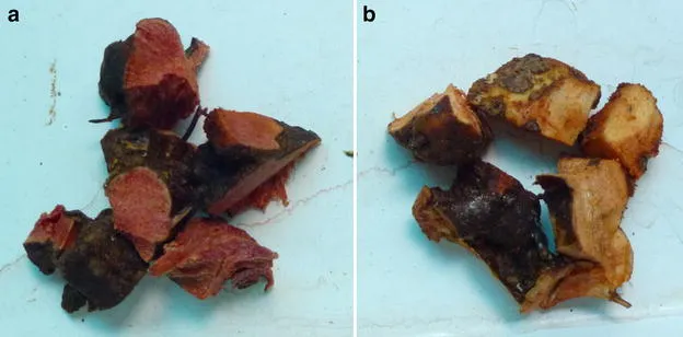 ملف:Smilacis Glabrae Rhizoma.webp