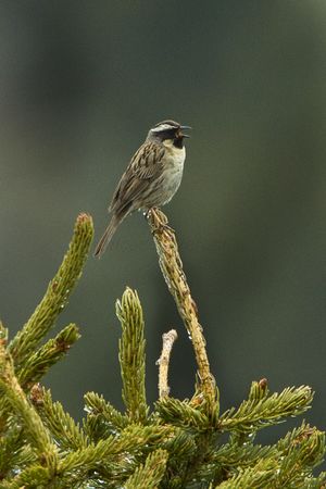 Black-throated Accentor - Kazakistan S4E3967 (17037004490).jpg