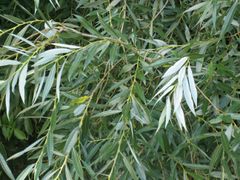 Salix alba leaves.jpg