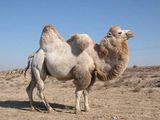 The Qyzylqum is one of the largest deserts in the world. في الصورة: جمل بكتري.