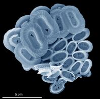 Coccolithophores named after the BBC documentary series. The Blue Planet