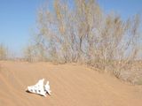 Most of the area is covered with sand-dunes.