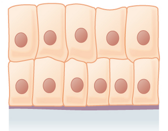 Stratified colunar epithelium.png