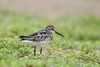 Broad billed sandpiper by Sreedev Puthur.jpg