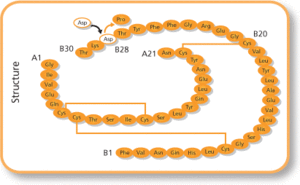 Insulin Aspart Structural Formula.gif