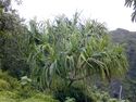 Pandanus tectorius.jpg