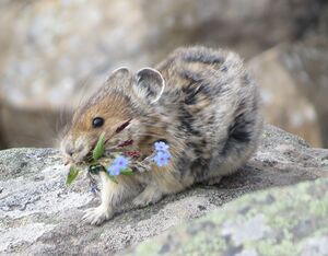 American pika (ochotona princeps) with a mouthful of flowers.jpg