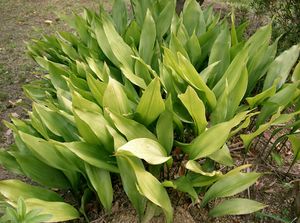 Aspidistra elatior1.jpg