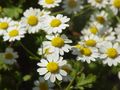 Tanacetum parthenium-Stueber0.jpg