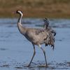 Common crane grus grus.jpg