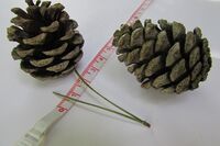 Cone