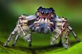 Salticidae (Phidippus putnami)