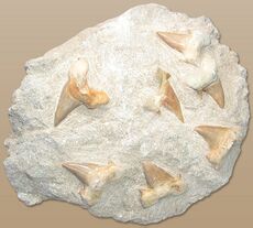 Shark teeth in stone.jpg