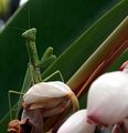 Male Tenodera aridifolia sinensis, Chinese Mantis