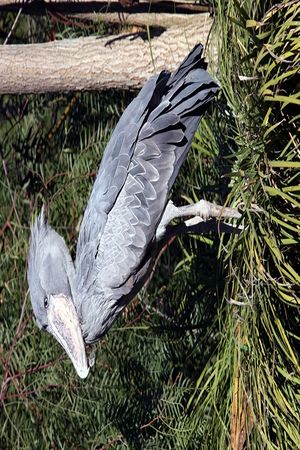 Balaeniceps rex -San Diego Zoo-8.jpg