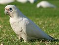 Cacatua sanguinea upright crop.jpg