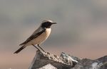 Desert Wheatear Male.jpg